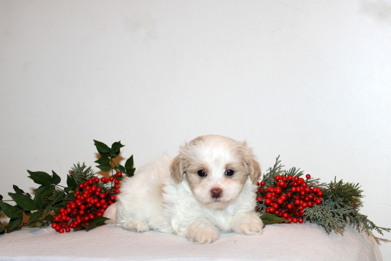 puppy, for, sale, Maltipoo, Matthew B. Stoltzfus, dog, breeder, Gap, PA, dog-breeder, puppy-for-sale, forsale, nearby, find, puppyfind, locator, puppylocator, aca